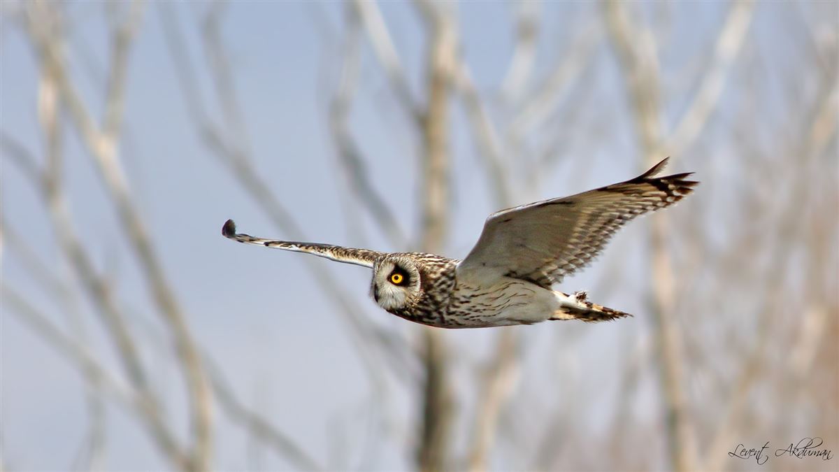 Short-eared Owl
