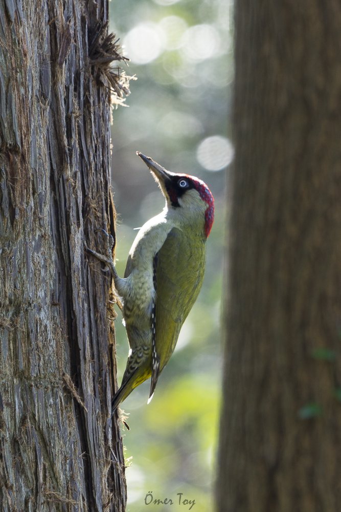 European Green Woodpecker