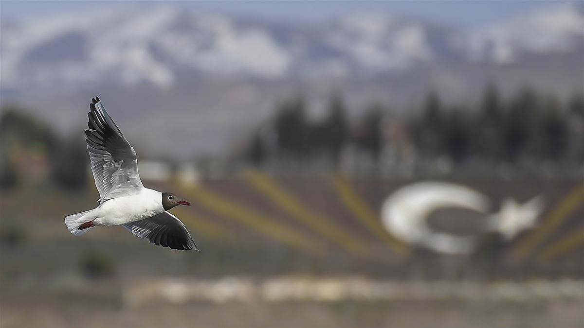 Karabaş Martı