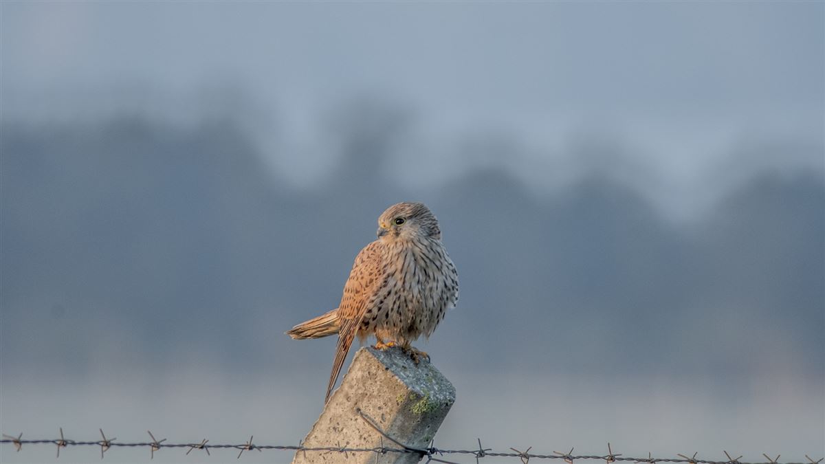 Common Kestrel