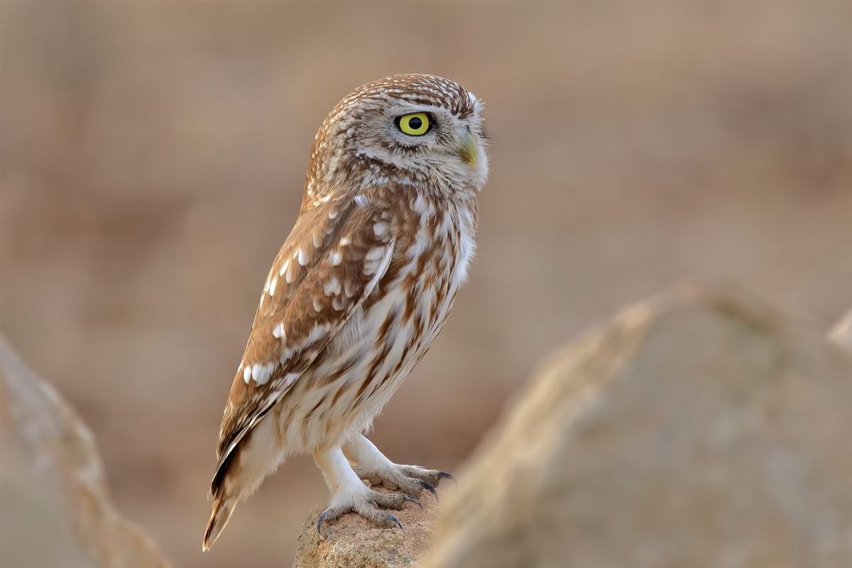 Little Owl