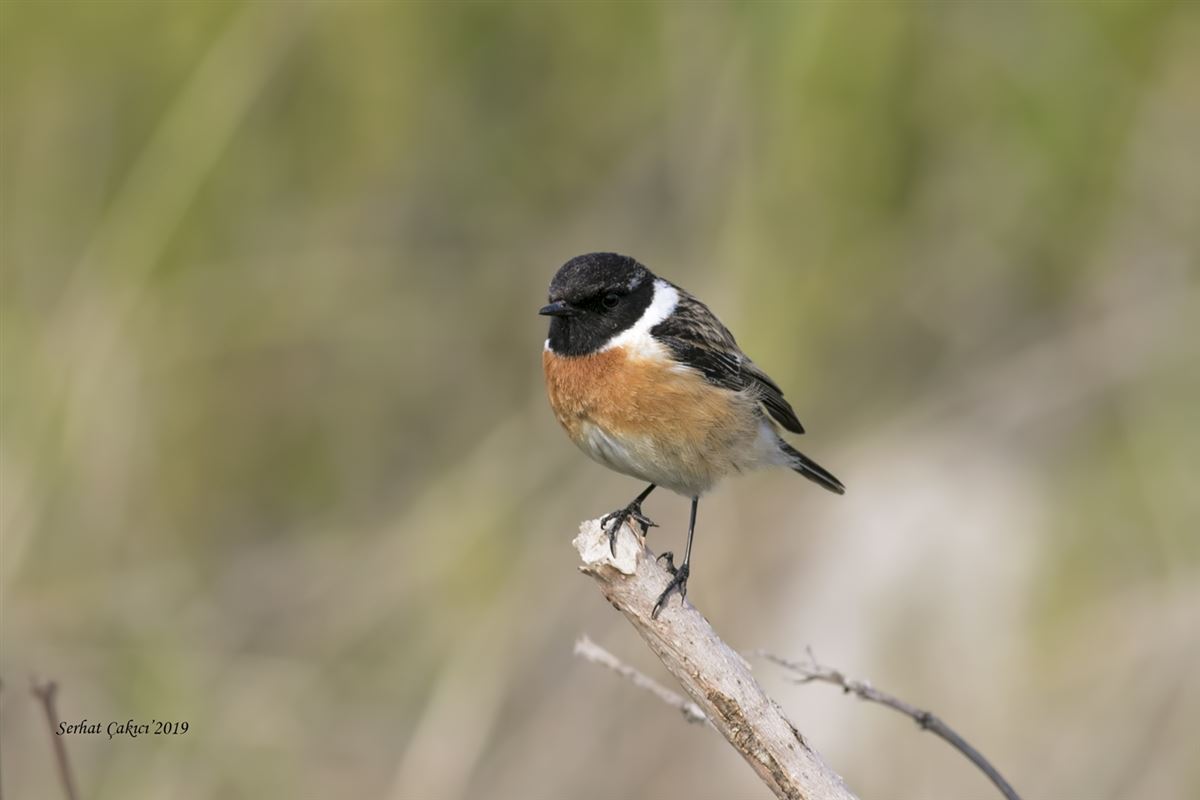 European Stonechat