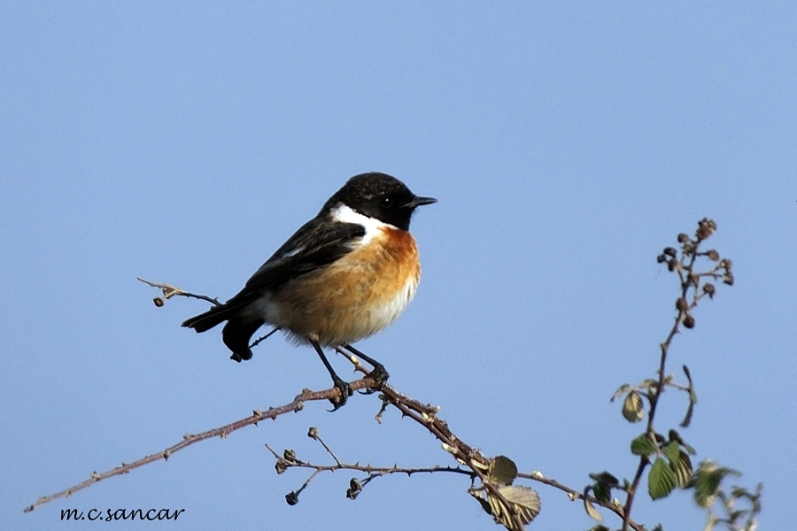 European Stonechat