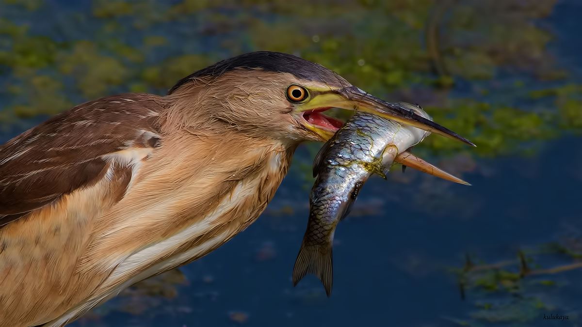 Little Bittern