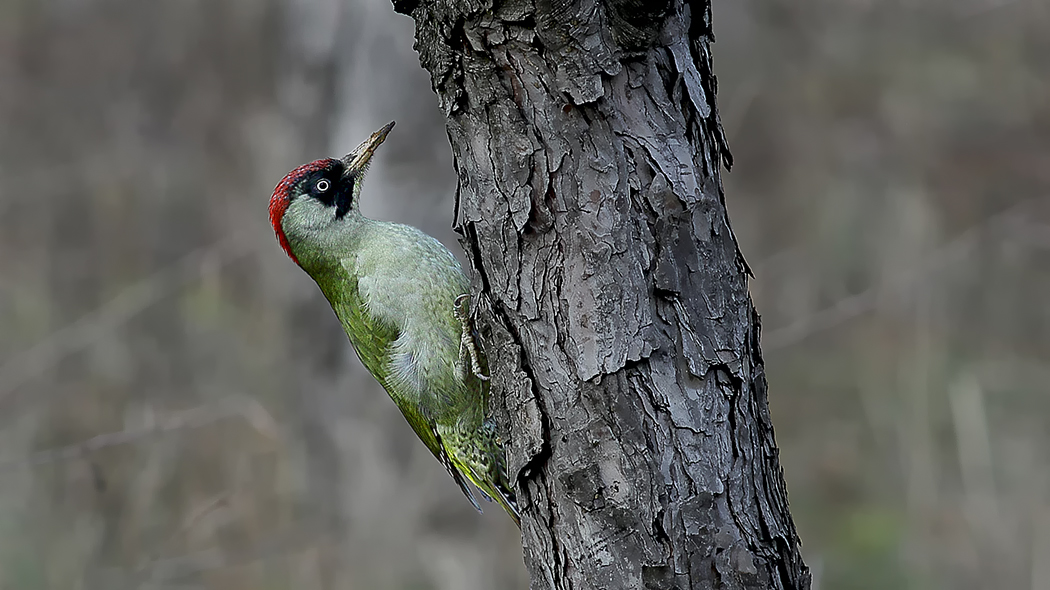 European Green Woodpecker