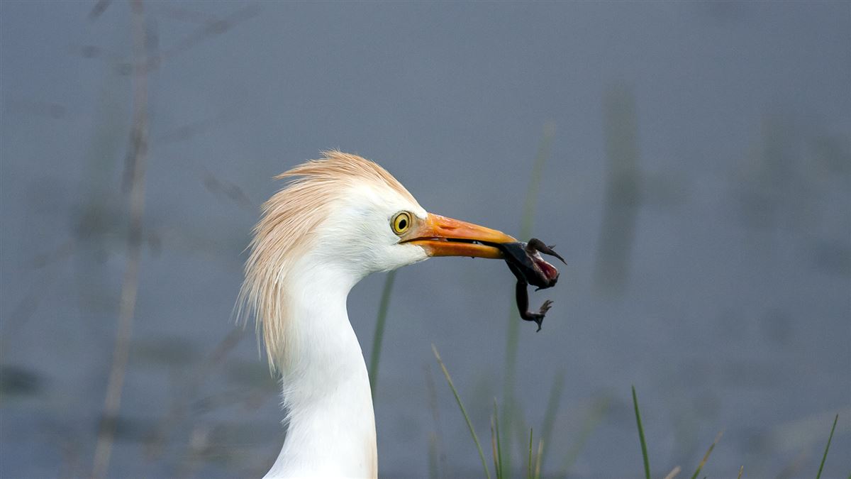 Sığır Balıkçılı