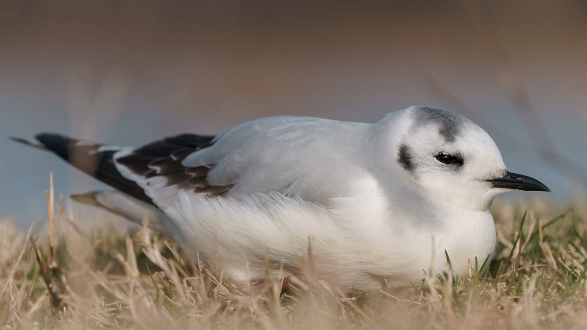 Little Gull