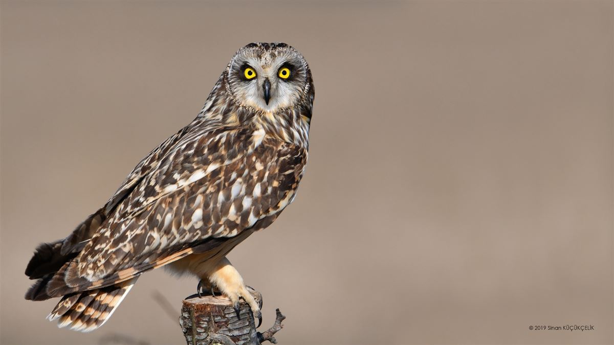 Short-eared Owl