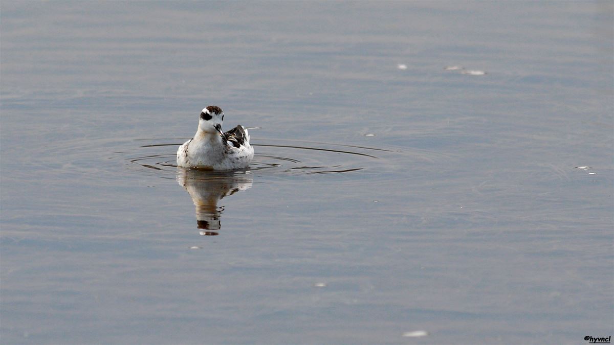 Red-necked Phalarope