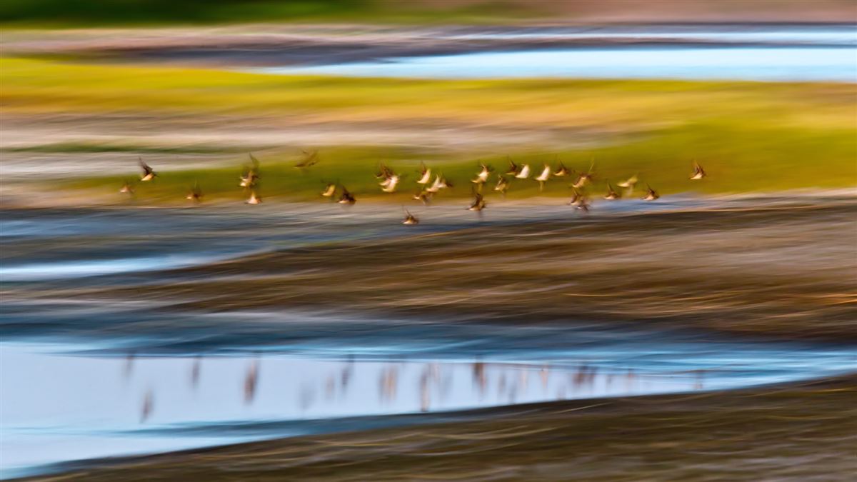 Red-necked Phalarope