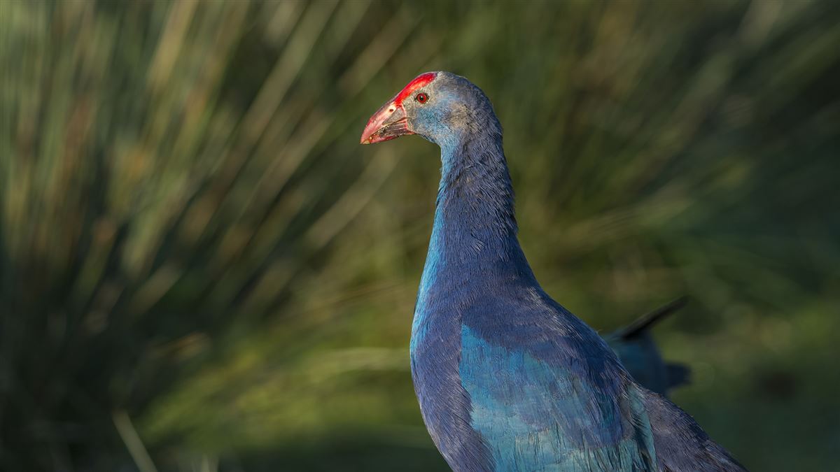 Grey-headed Swamphen