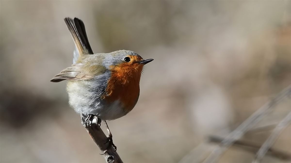 European Robin