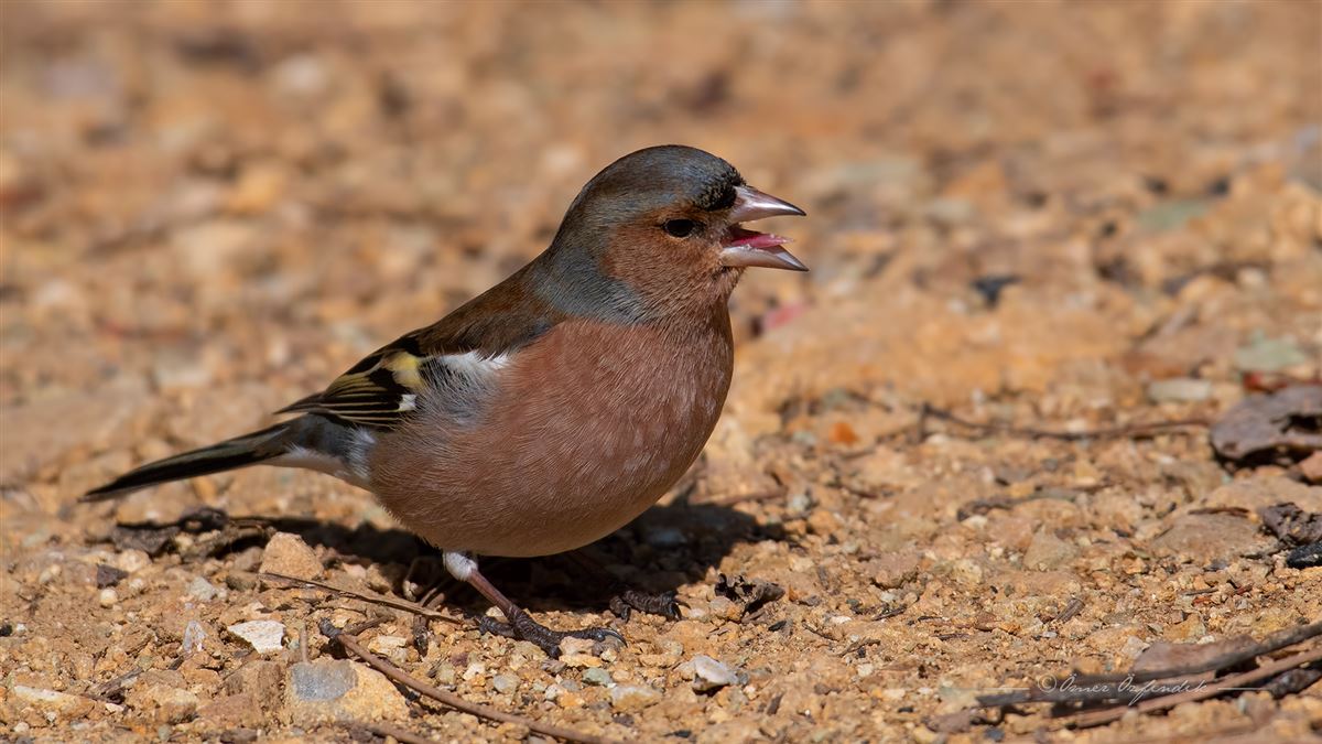 Common Chaffinch