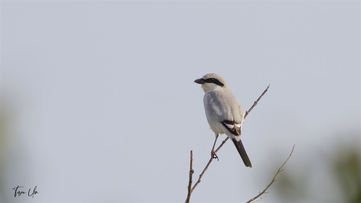 Great Grey Shrike