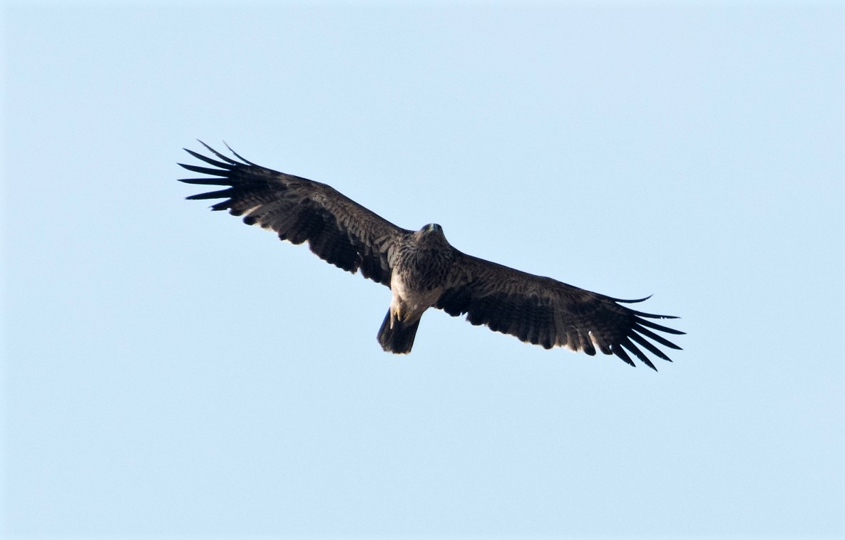 Eastern Imperial Eagle