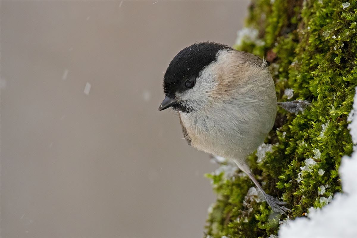 Marsh Tit