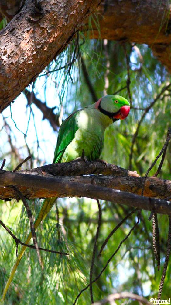 Alexandrine Parakeet