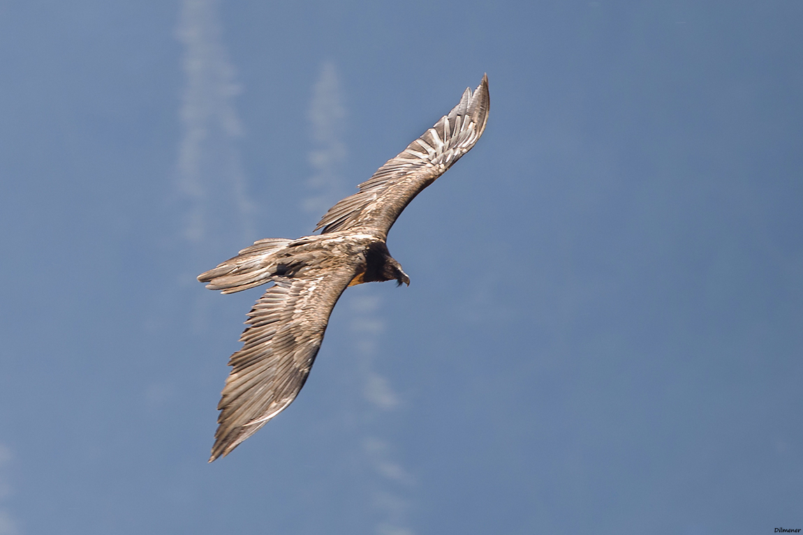Bearded Vulture