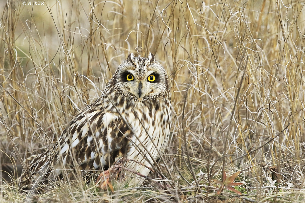 Short-eared Owl