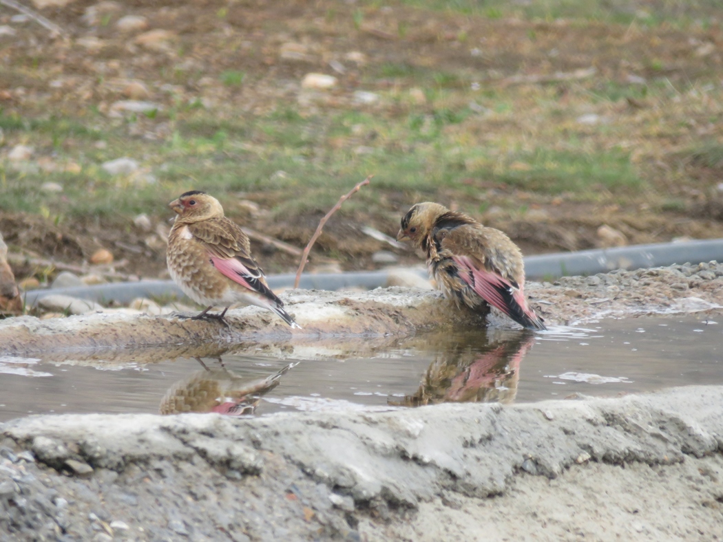 Eurasian Crimson-winged Finch