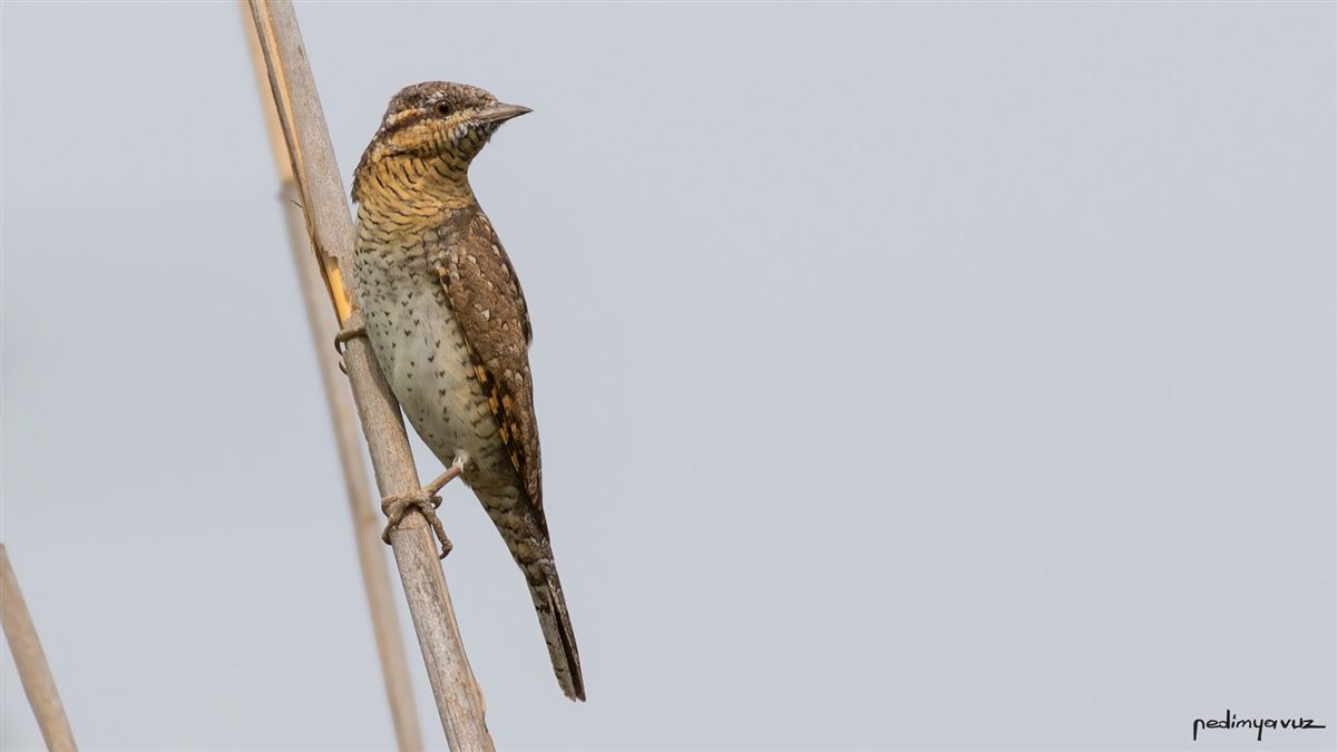 Eurasian Wryneck