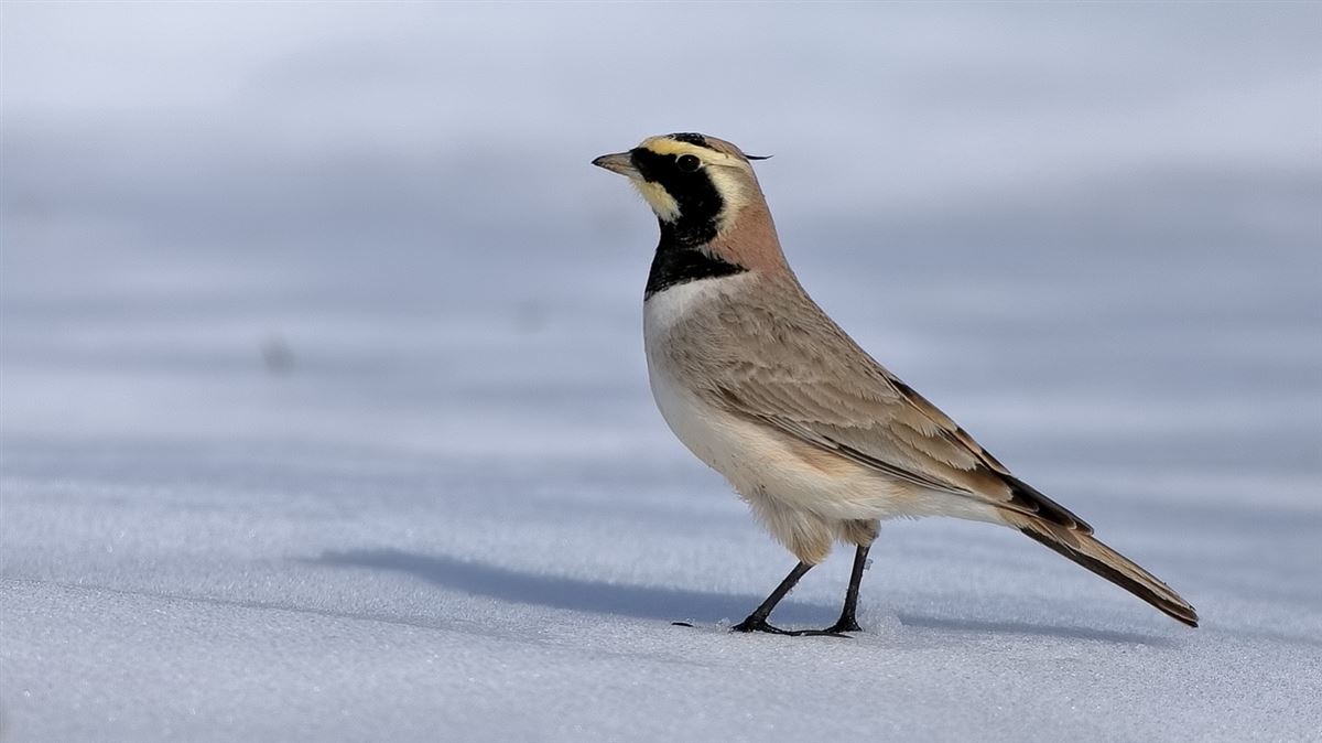 Horned Lark