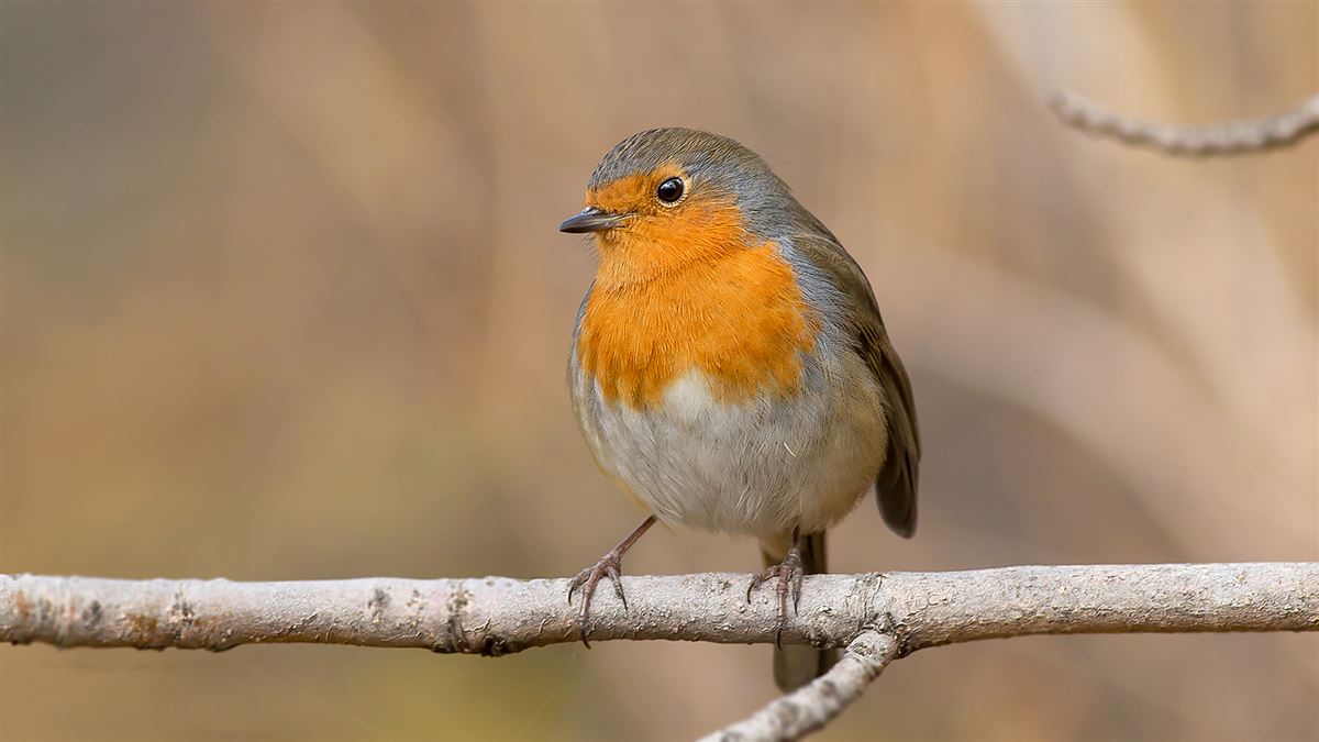 European Robin