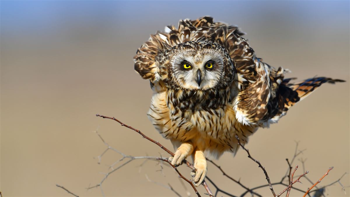 Short-eared Owl