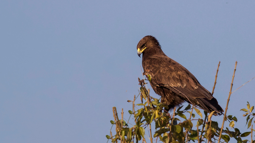 Greater Spotted Eagle