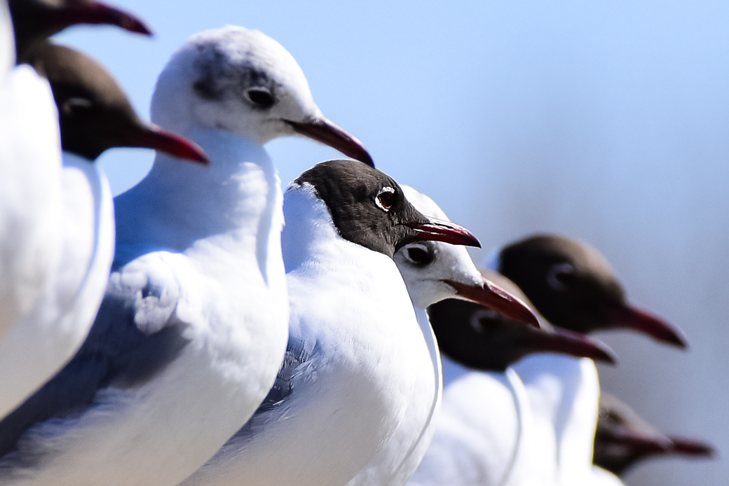 Black-headed Gull