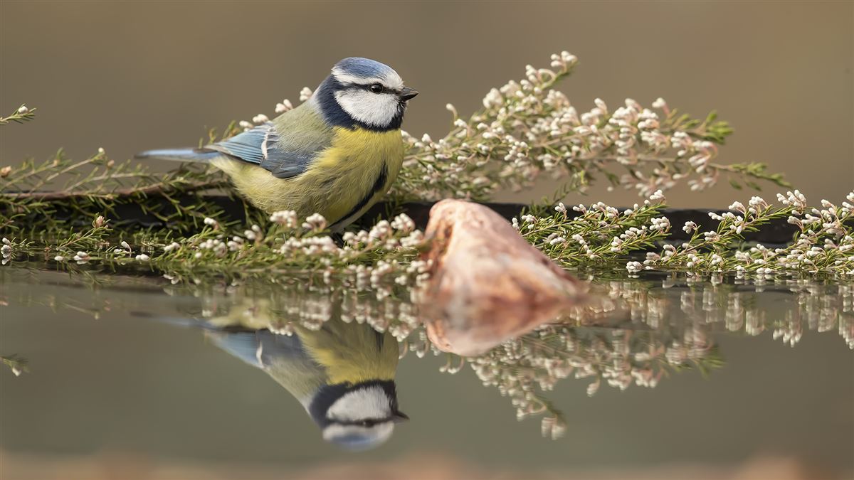 Eurasian Blue Tit