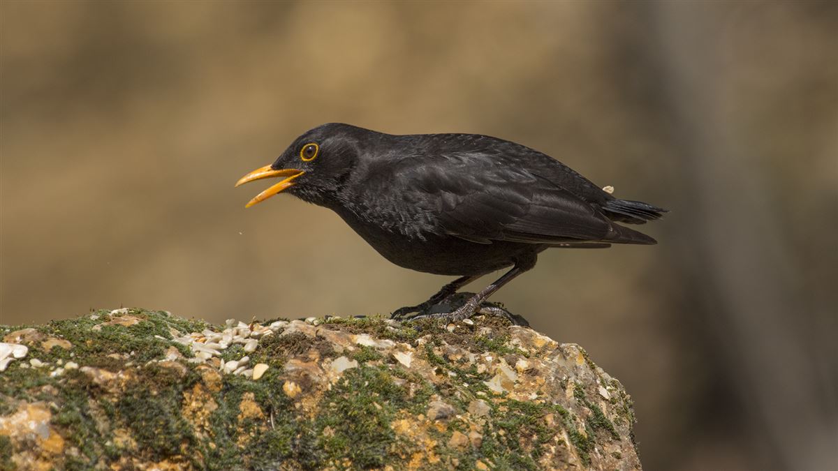 Common Blackbird