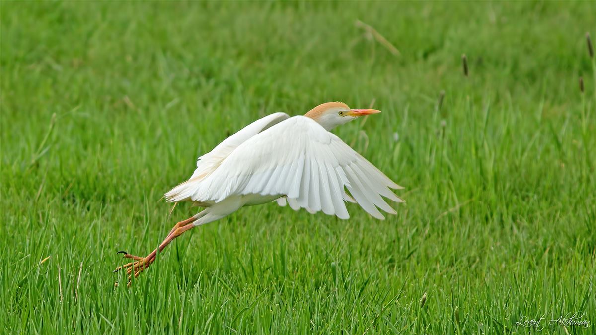 Western Cattle Egret