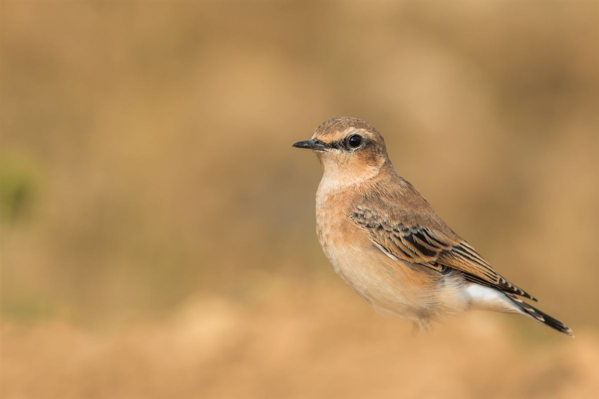 Northern Wheatear