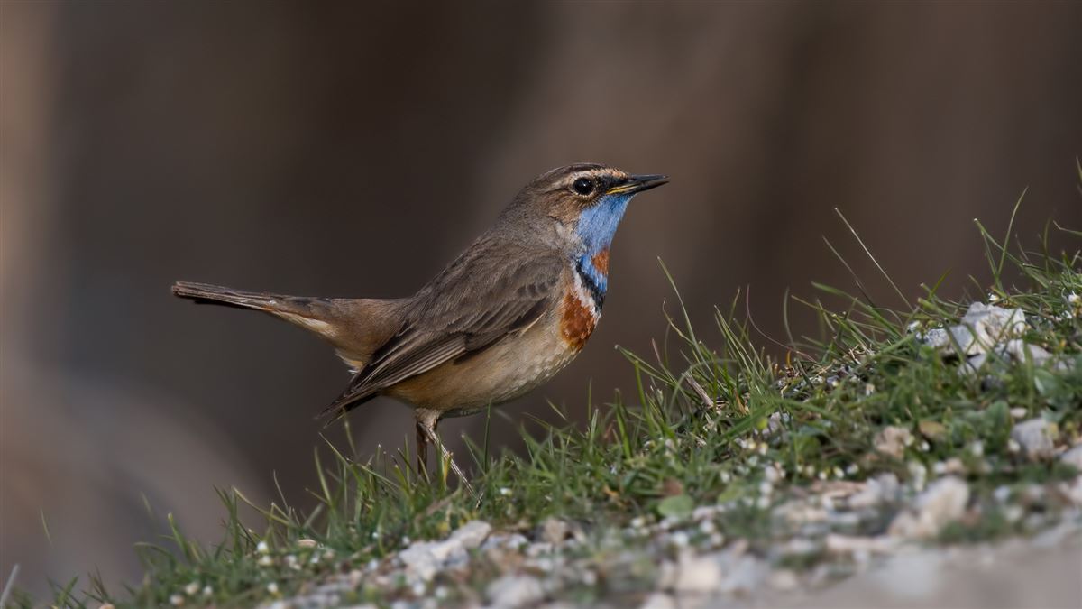 Bluethroat
