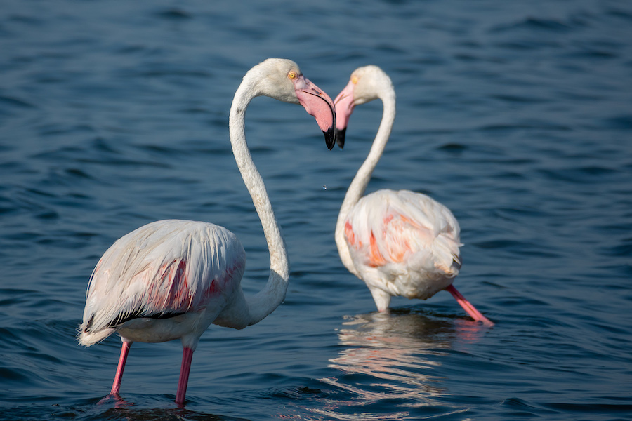 Greater Flamingo