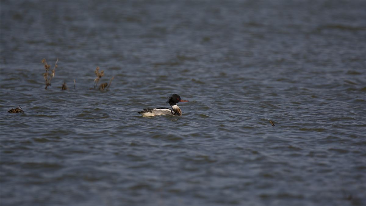 Red-breasted Merganser