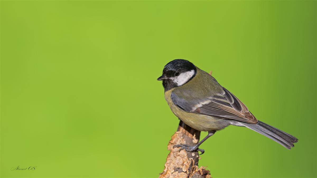 Great Tit