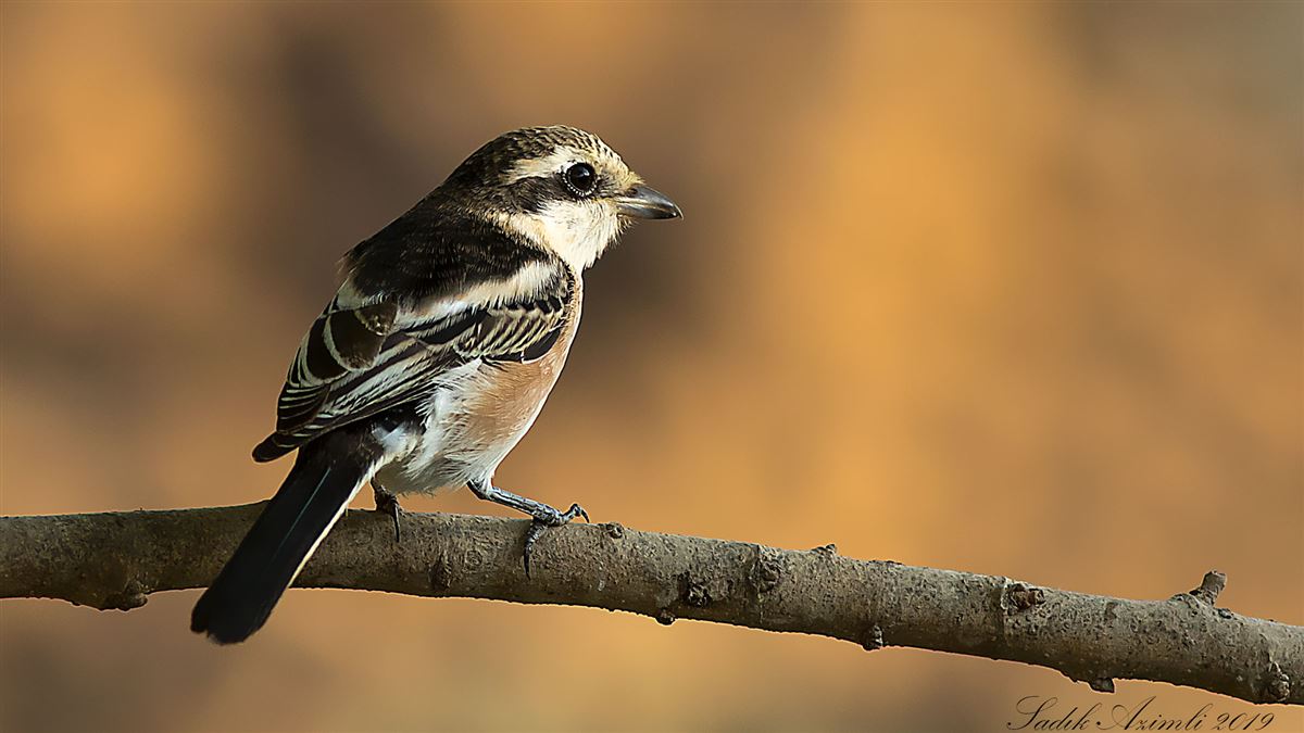 Masked Shrike