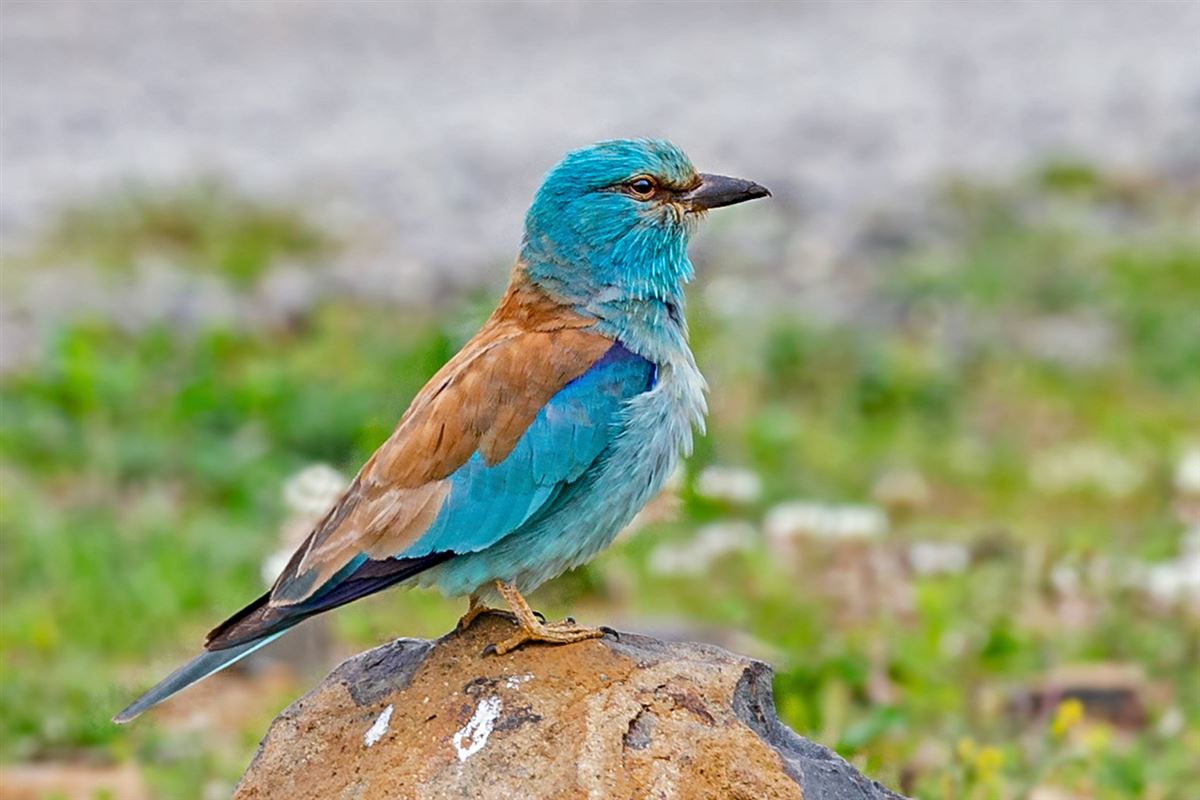 European Roller