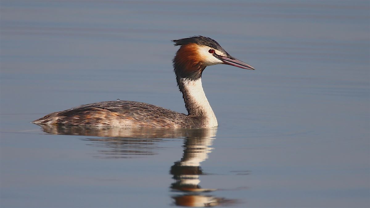 Great Crested Grebe