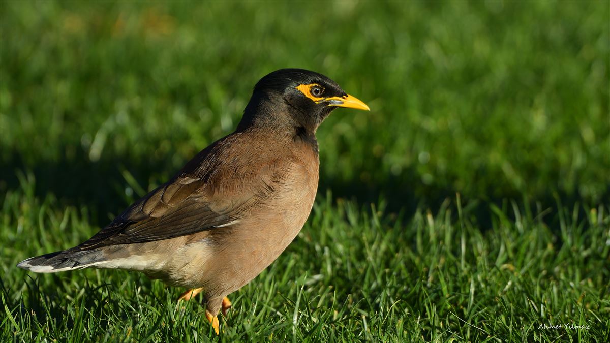 Common Myna