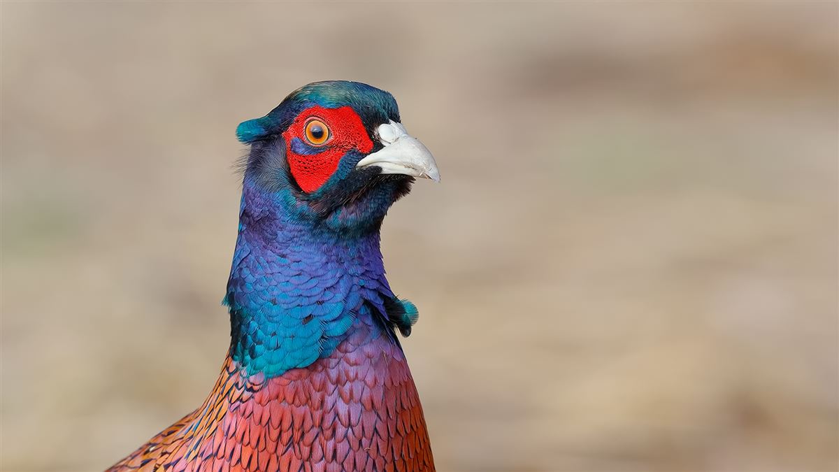 Common Pheasant