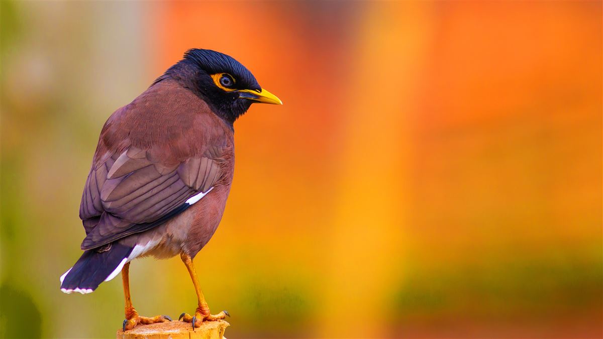 Common Myna
