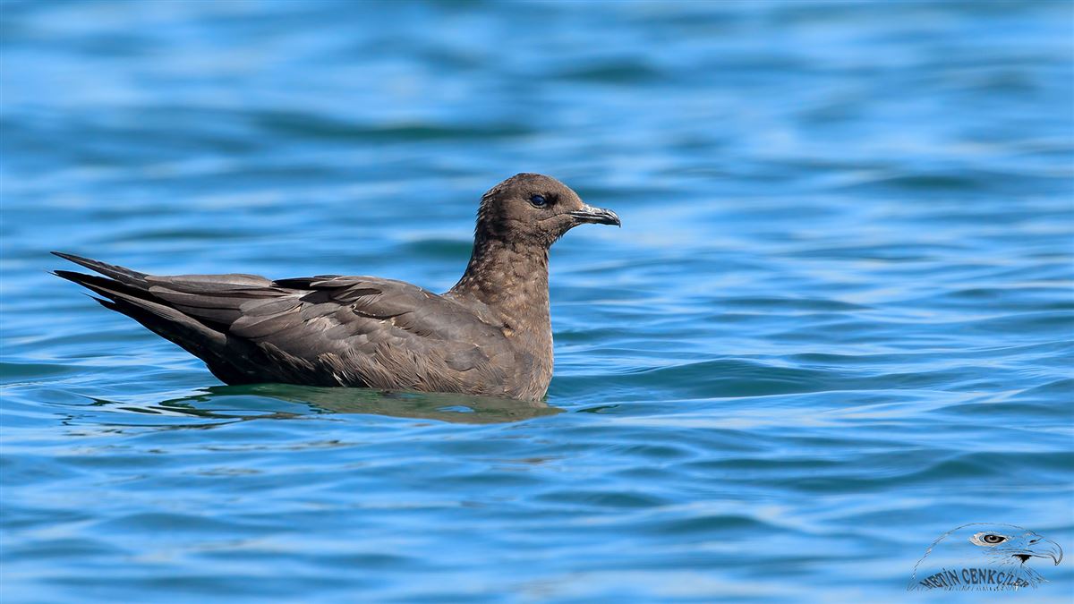 Parasitic Jaeger