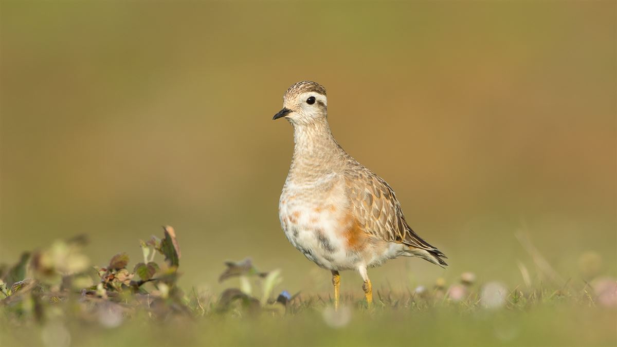 Eurasian Dotterel