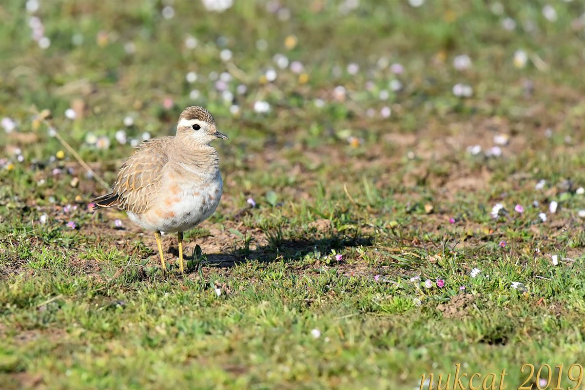 Eurasian Dotterel