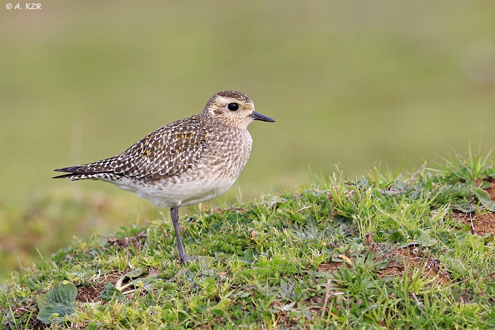 Altın Yağmurcun