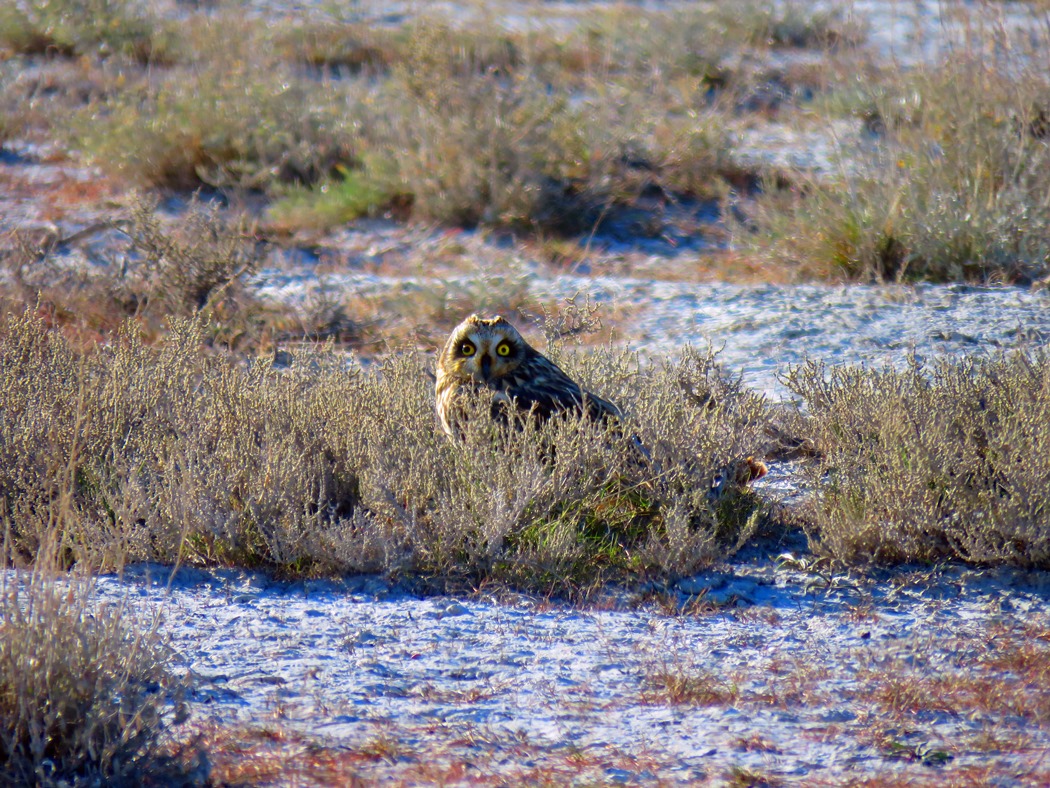 Short-eared Owl