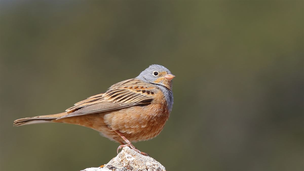 Cretzschmar`s Bunting